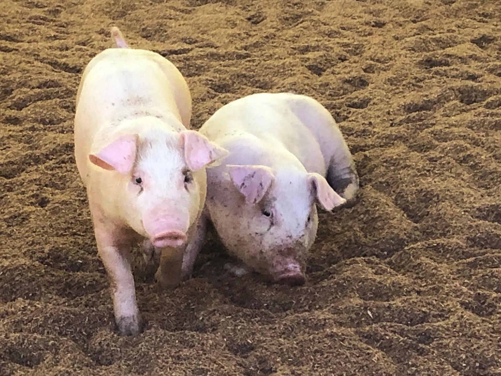 【海上農場】豚の飼育・管理スタッフの募集です。【移住支援金対象】／株式会社　ヒラノ