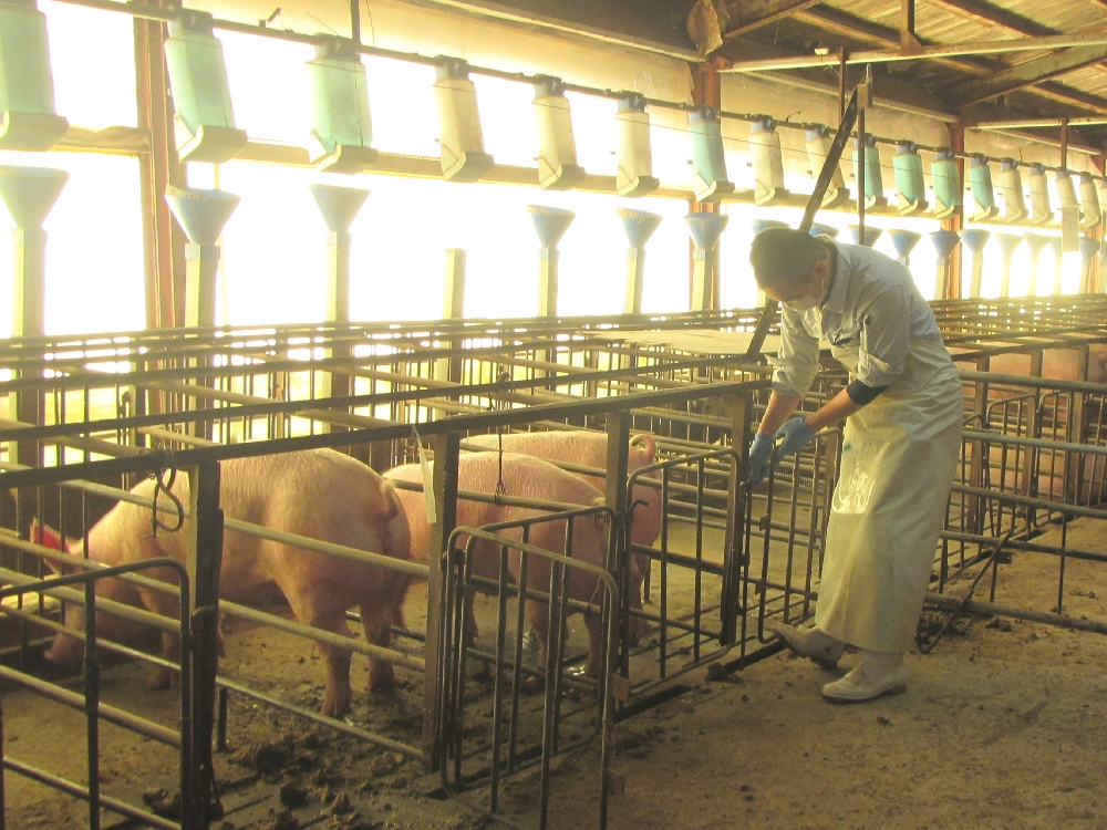 【山田農場】豚の飼育・管理スタッフの募集です。【移住支援金対象】／株式会社　ヒラノ