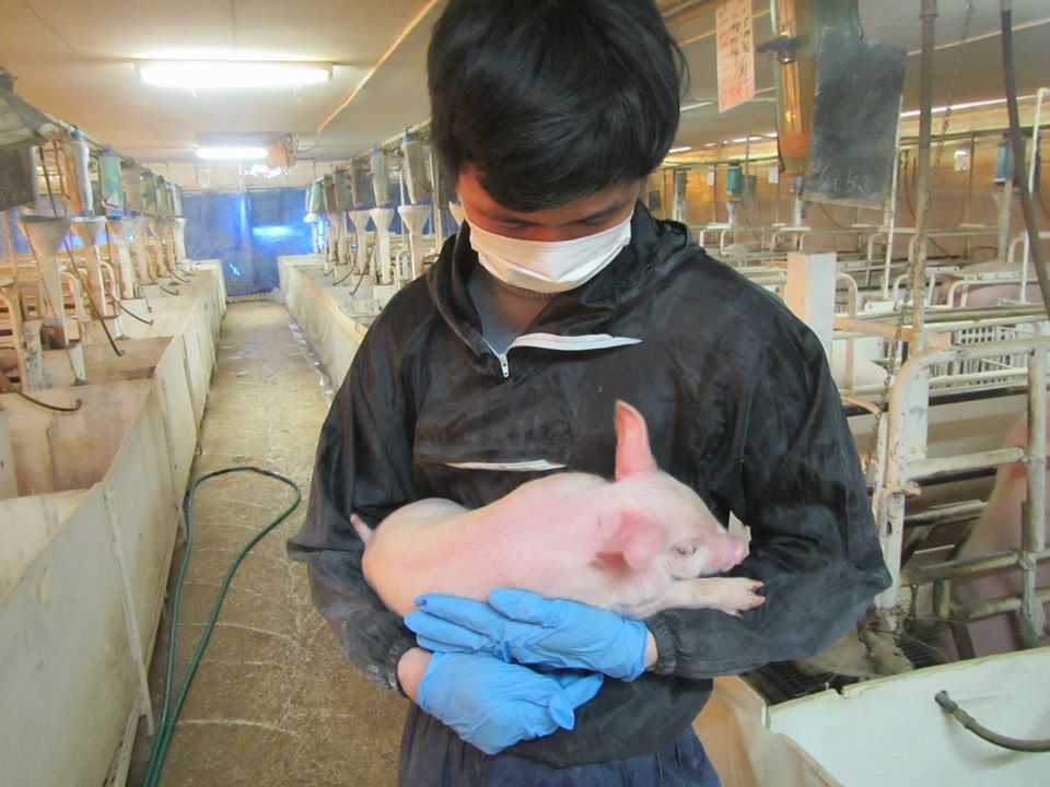 【多古牧場】豚の飼育・管理スタッフの募集です。／株式会社　ヒラノ