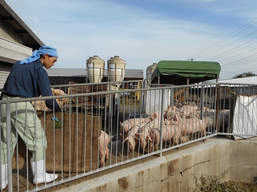 【十余三牧場】豚の飼育・管理スタッフの募集です。／株式会社　ヒラノ