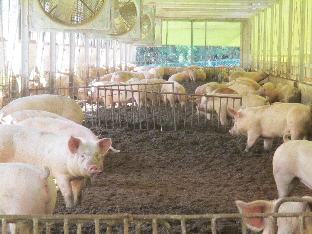 【鳩山第一農場】豚の飼育・管理スタッフの募集です。【移住支援金対象】／株式会社　ヒラノ