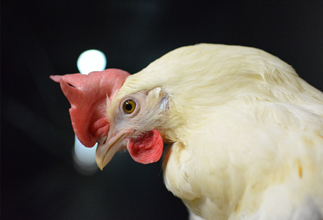 鶏の飼養生産管理【移住支援金対象】／有限会社　サンファーム