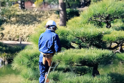 植木の剪定、植栽、芝刈、草刈のお仕事です。【移住支援金対象】／関東緑化株式会社